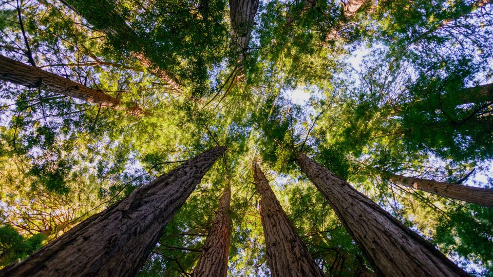 San Francisco: Muir Woods and Sausalito Small Group Tour - Important Information