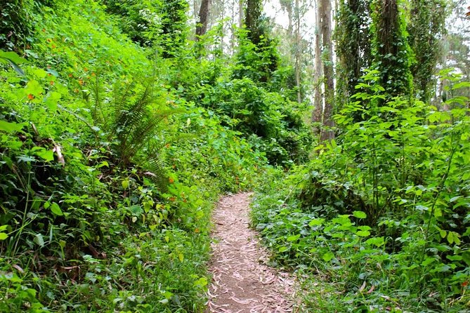 San Francisco Urban Hike: Castro and Twin Peaks - Overall Urban Hike Experience