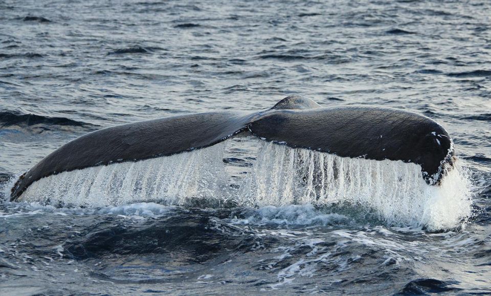 San Jose Del Cabo Whale Watching - Location Specifics