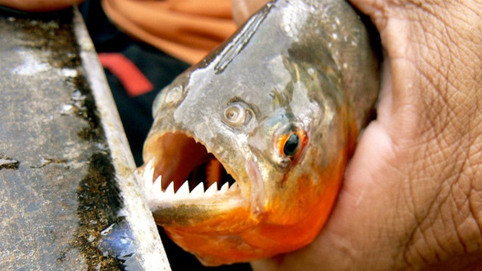 Sandoval Lake Yacumama Lake Piranha Fishing 5 Days - Inclusions and Logistics