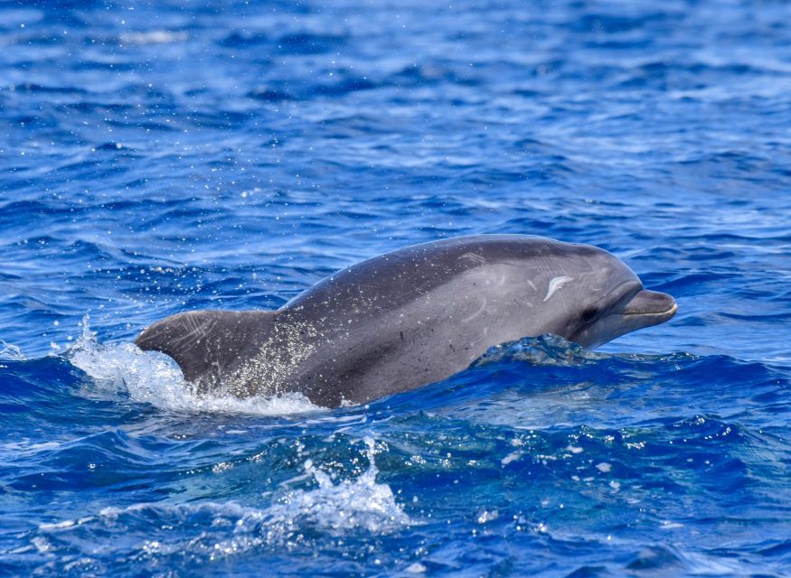 São Jorge Island: Cetaceans in the Heart of Azores - Location and Directions