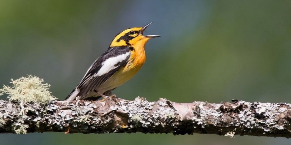 Saskatoon: Birdwatching Tour in President Murray Park - Common questions