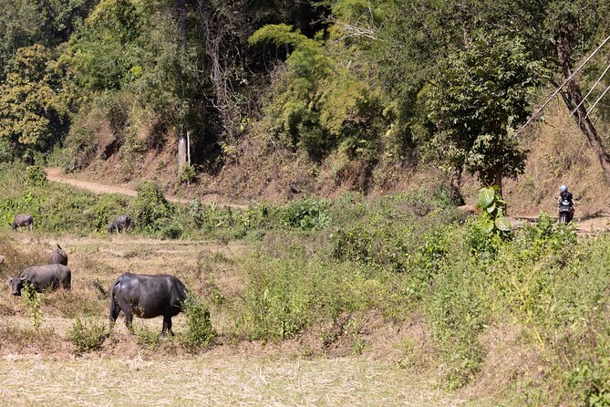 Scooter Adventure With Elephants Views and FUN Drive Yourself - Insightful Review Details