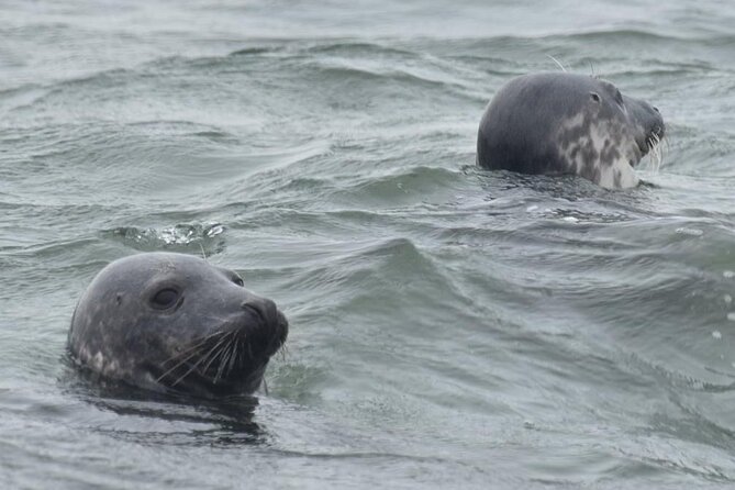 Scroby Sands Seal Watching - Booking Recommendations