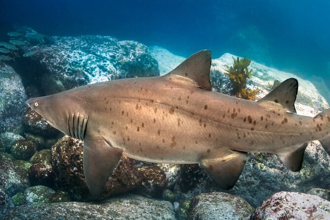 Scuba Dive With Grey Nurse Sharks in Bushrangers Bay - Common questions