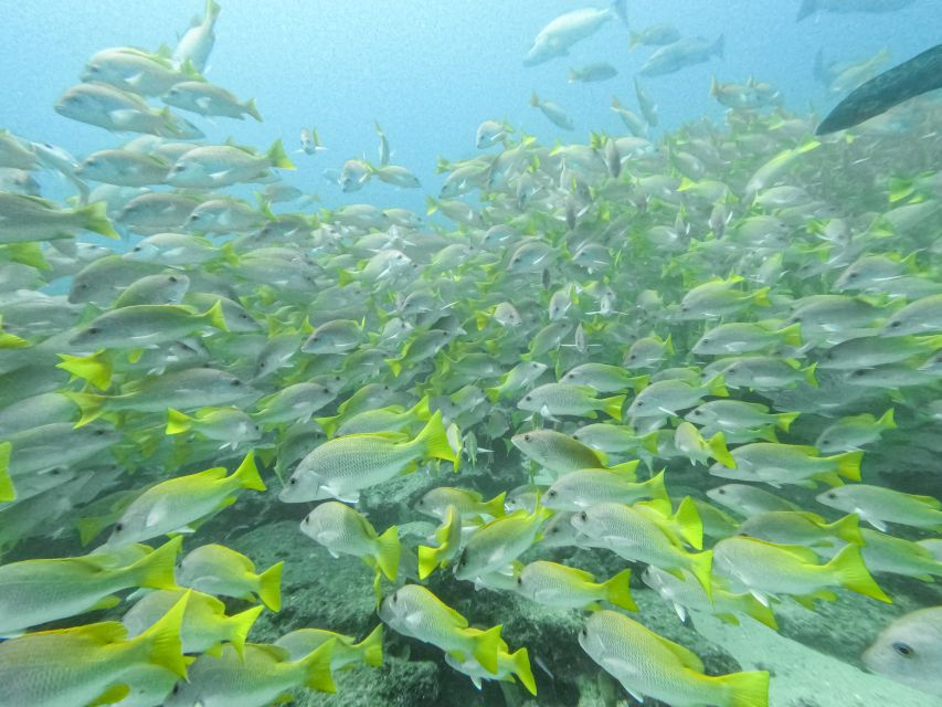 Scuba Diving in a National Marine Park of Cabo Pulmo - Full Description