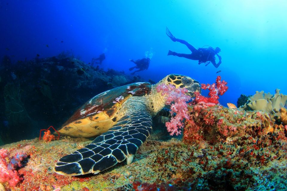 Scuba Diving Tour From Marmaris and Icmeler - Highlights and Opportunities