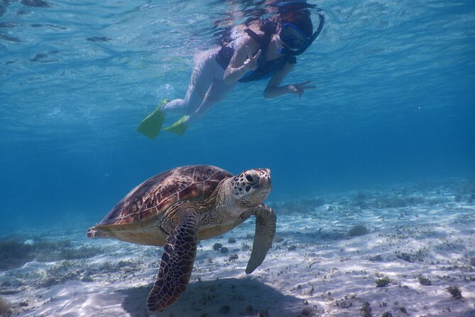 Sea Turtle Snorkel at Kerama Islands and Zamami Island - Price and Contact