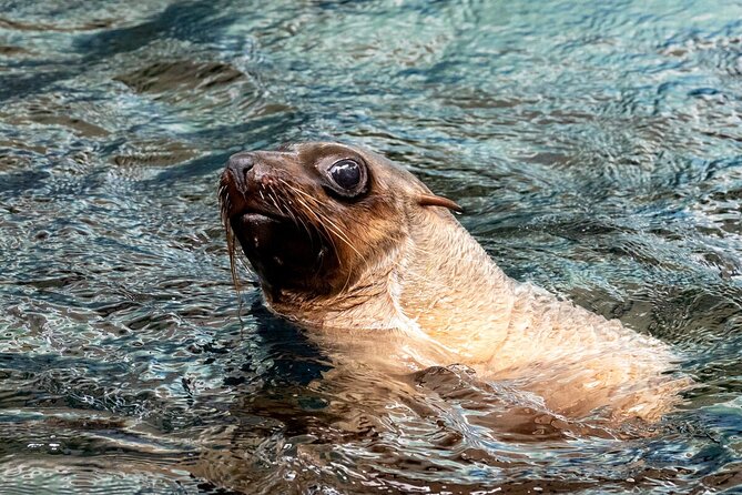 Seal Experience at Melbourne Zoo - Excl. Entry - Accessibility Features