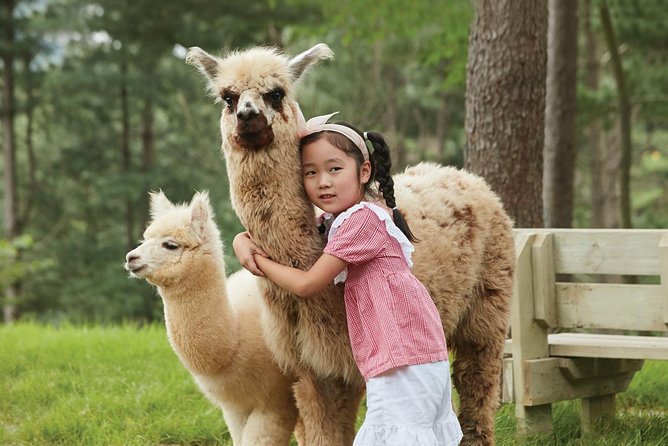 Seoul to Chuncheon: Alpaca World, Jade Garden, and Observatory - Reviews and Ratings Insights