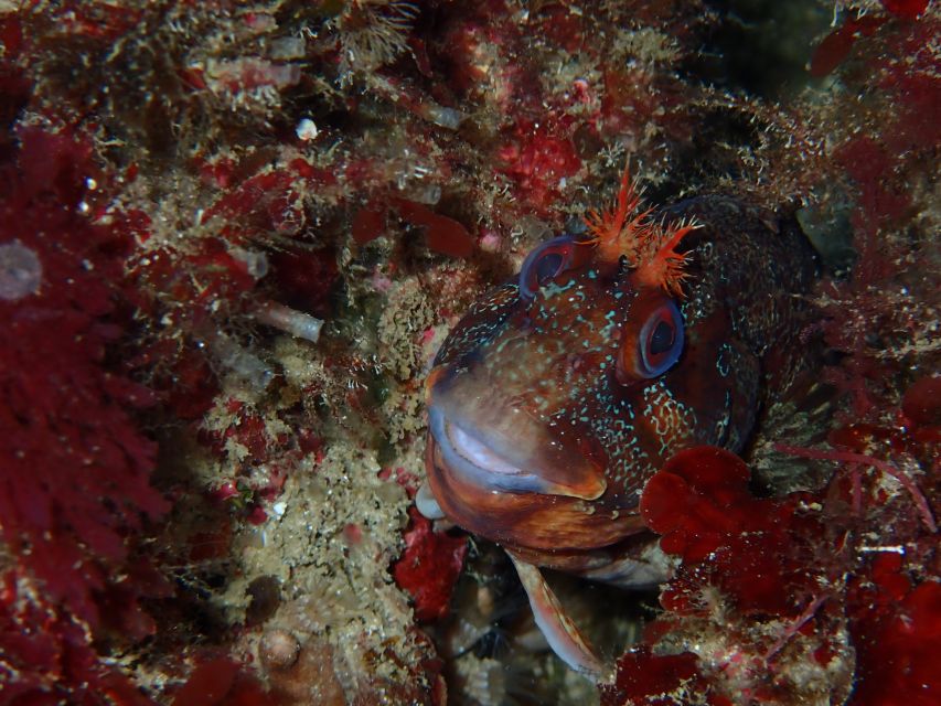 Sesimbra: Arrábida Marine Reserve Scuba Diving Experience - Booking Information