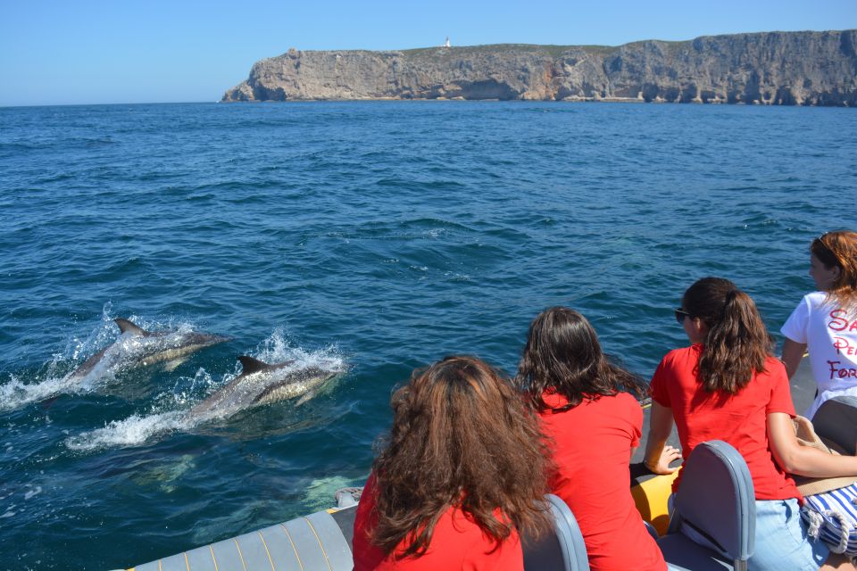 Sesimbra: Dolphin Watching Boat Tour With Biologist Guide - Review Summary