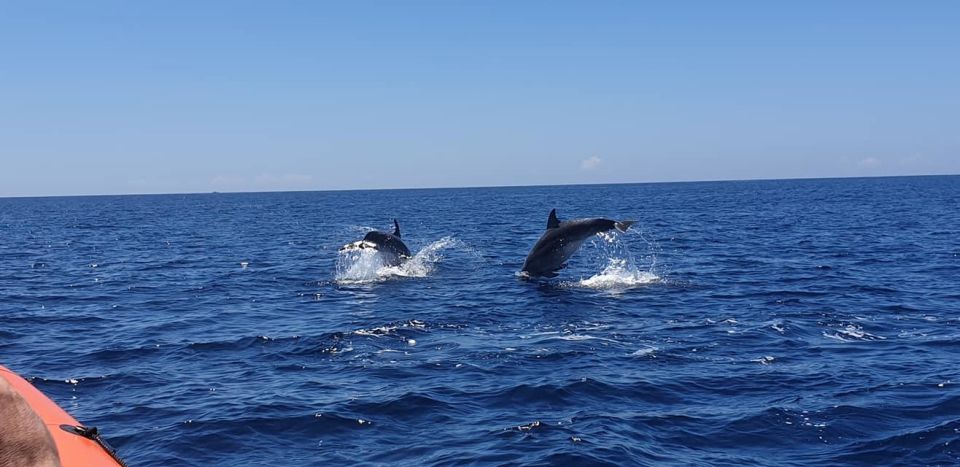 Sesimbra: Eco-friendly Dolphin Watching Tour - Full Description