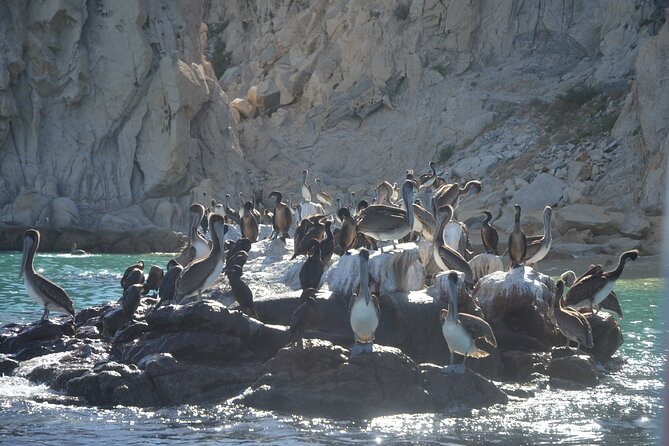 Shared Tour to the Arch of Cabo San Lucas - Cancellation Policy and Refunds