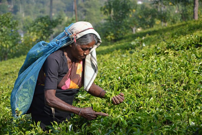 Shore Excursion From Colombo Port to Ingiriya Tea Plantation & Back for 2 People - Common questions