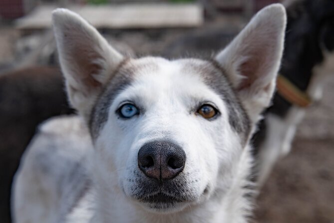 Short Norrbotten County Huskies Visit  - Kiruna - What to Expect