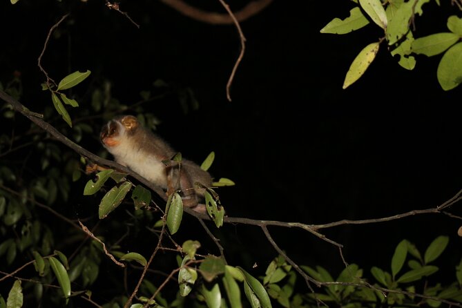 Sigiriya Loris-Tracking Private Nighttime Jungle Walk - Traveler Feedback and Reviews