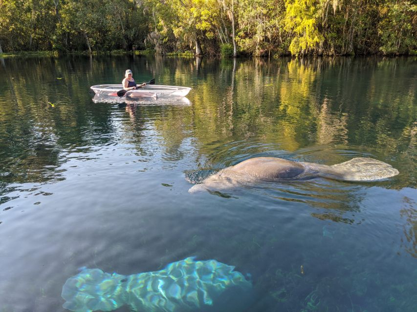 Silver Springs: Manatees and Monkeys Clear Kayak Guided Tour - Customer Reviews and Ratings Summary