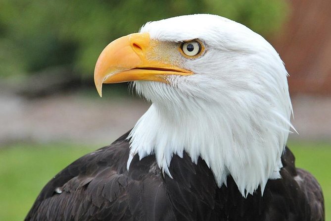 Sitka Premium Tour- Private- Alaska Raptor Center, Fortress of the Bears,Totems - Discovering Totems