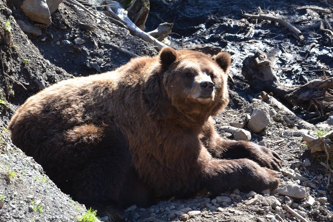 Sitka Sightseeing Tour Including Fortress of the Bear and Totem Poles - Visitor Testimonials