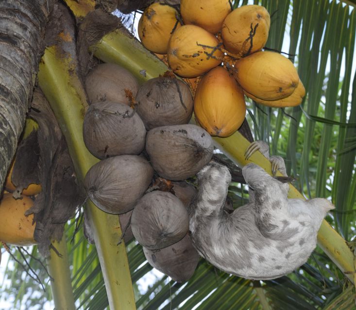 Sloth Search - Conservation Efforts for Sloths