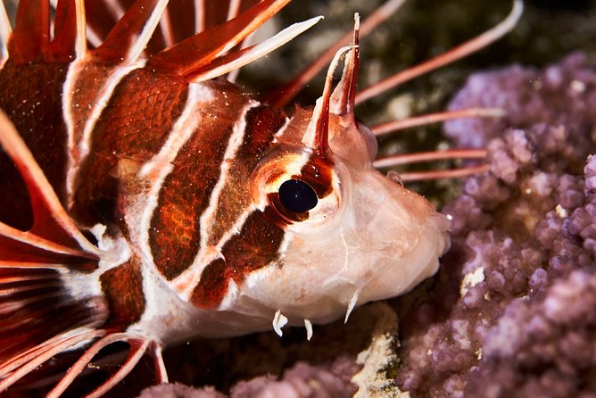 Small-Group 90-Minute Night Snorkeling Safari, Moorea - Accessibility and Location