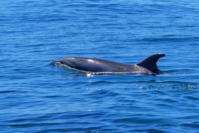 Small Group Dolphin and Wildlife Watching Tour in Faro - Trip Highlights and Booking Information