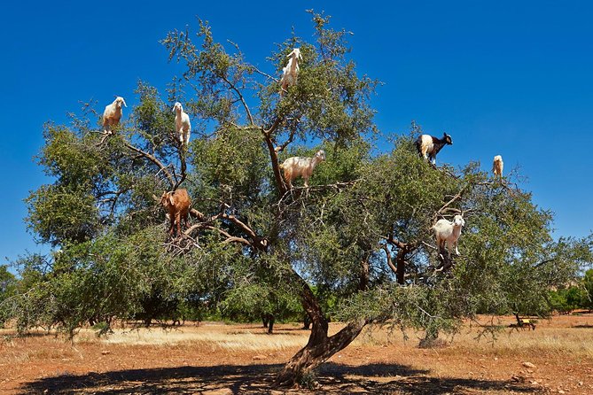 Small Group Excursions to Essaouira From Marrakech - Legal Information and Copyright