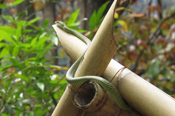 Small-Group Full-Day Khao Sok Nature Tour From Khao Lak - Traveler Reviews