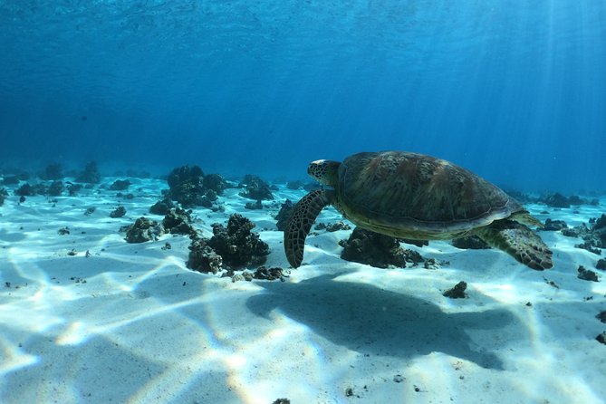 Small-Group Glass Bottomed Boat Tour With Snorkeling, Moorea - Customer Reviews and Ratings