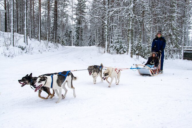 Small-Group Husky Mushing Experience in Rovaniemi - Additional Information