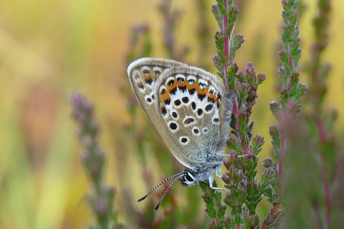 Small-Group New Forest Discovery Walk From Lyndhurst - Directions