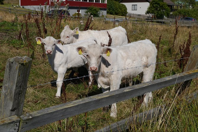 Small Group Swedish History Day Trip to the Countryside, UNESCO WORLD HERITAGE Candiade Area Markim- - Lunch Arrangements