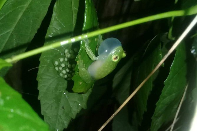 Small-Group Tortuguero National Park Night Walk in Costa Rica - Booking and Pricing Details