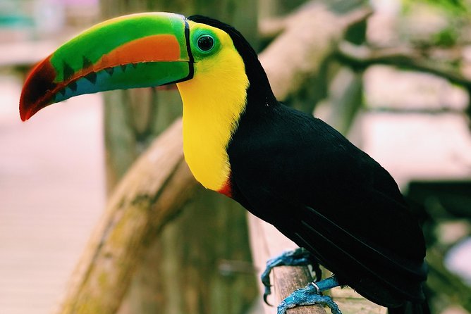 Small Group Tour to the Aviary From Cartagena - Tour Inclusions