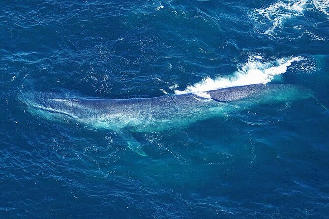 Small-Group Whale-Watching Flight: Kaikoura From Christchurch - Pricing and Terms