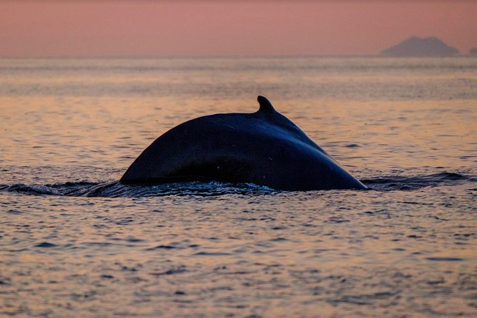 Small-Group Whale Watching in the Midnight Sun From Reykjavík - Additional Information