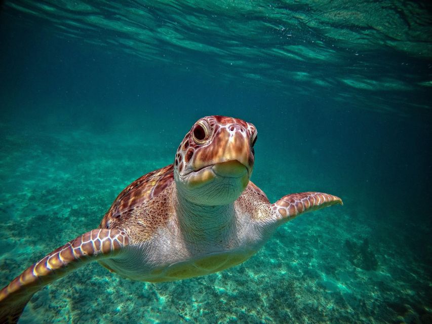 Snorkel Discovery - Turtles & Cenotes - Cenote Adventure