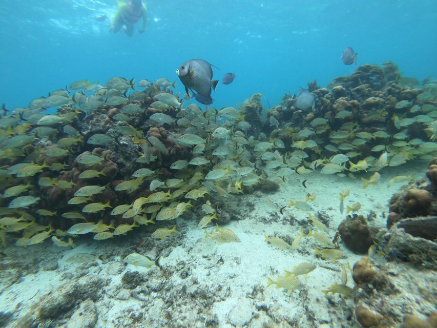 Snorkel Tour: Searching For Turtles At Mahahual Reef Lagoon