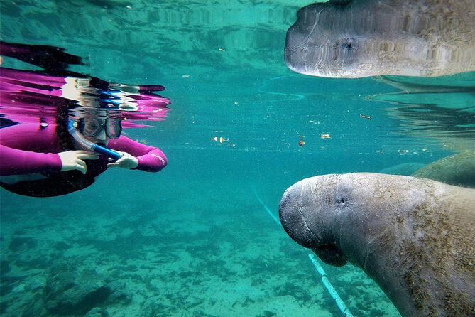 Snorkel Tour With the Manatee on Kings Bay, Crystal River - Cancellation Policy Details