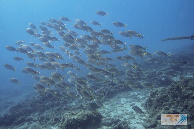 Snorkeling Excursion In South Tenerife - 3,5 Hours - Beginner-Friendly Adventure