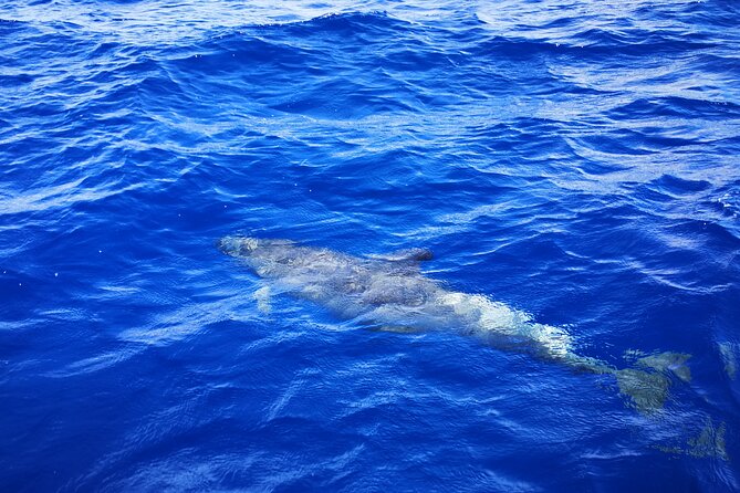 Snorkeling in the Pass - Last Words