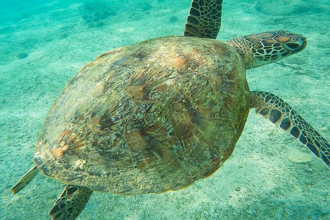 Snorkeling Turtles in Mirissa - Additional Information and Pricing