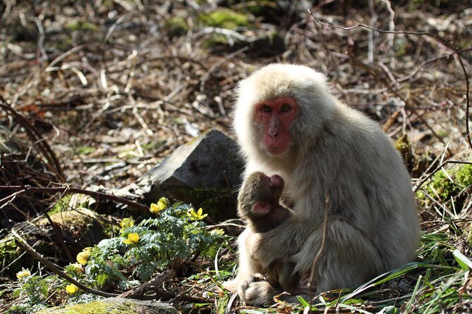 Snow Monkey Park & Miso Production Day Tour From Nagano - Tour Recommendations