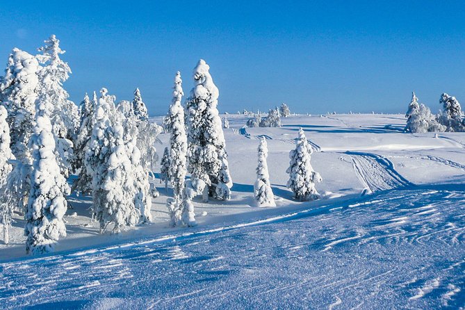 Snowmobile Safari on the Tundra - Travel Tips and Recommendations