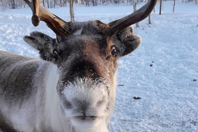 Snowmobile Safari to Visit Reindeers at Wilderness Camp, Including Lunch - Last Words