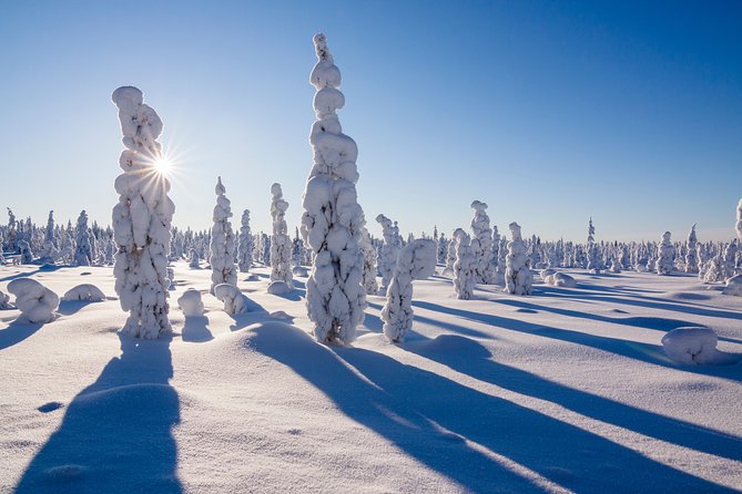 Snowshoe Trip in the Forest - Traveler Reviews