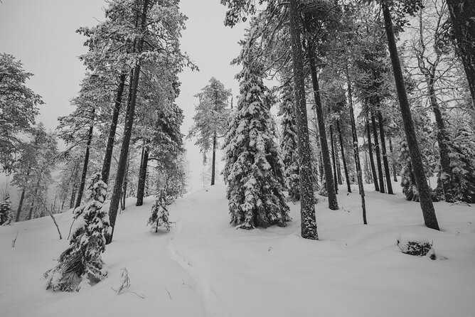 Snowshoeing in Snowy Forest With Local Guide - Last Words