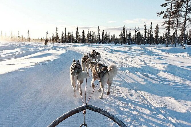 Snowy Trails 10KM Husky Safari From Rovaniemi - Common questions