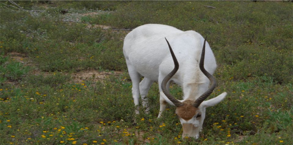 Souss-Massa National Park, Chtouka Aït Baha - Book Tickets & Tours - Visitor Experience